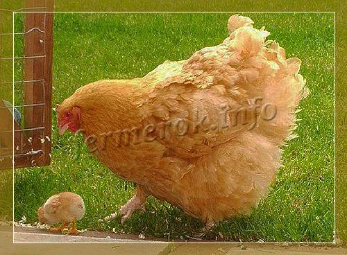 курица породы орпингтон с цыплятами