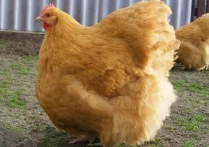 курица породы золотой орпингтон
