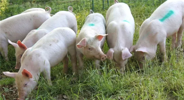 мясной откорм свиней крупной белой породы ландрас