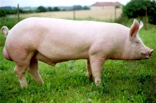 описание породы свиней