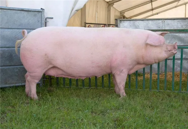 порода свиней ландрас