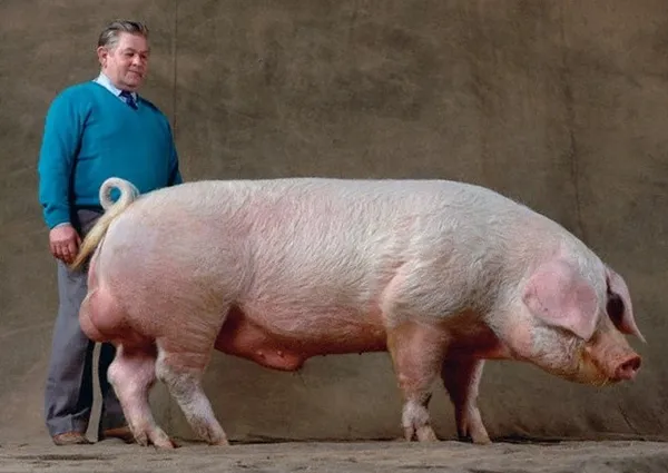 порода свиней ландрас: характеристики и описание
