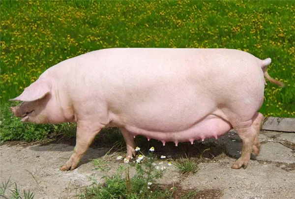 породы свиней: ландрас порода свиней - торговая площадка агрорубо