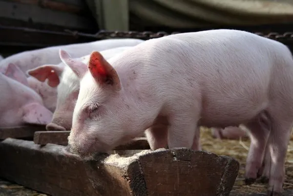 сколько комбикорма ест свинья в сутки?
