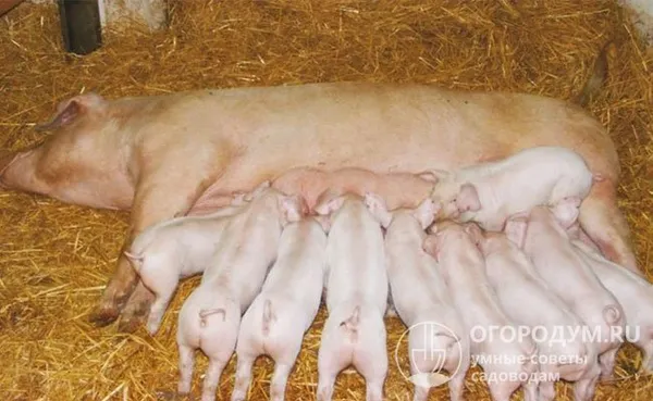 многоплодие свиноматок позволяет получать 10-12 поросят при каждом опоросе