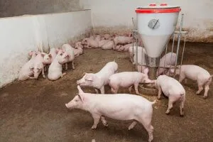 разведение белых свиней ландрас