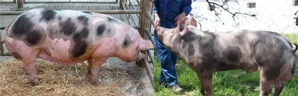 порода свиней пьетрен: мясной гигант с вредным характером. пьетрен порода свиней характеристика. 2