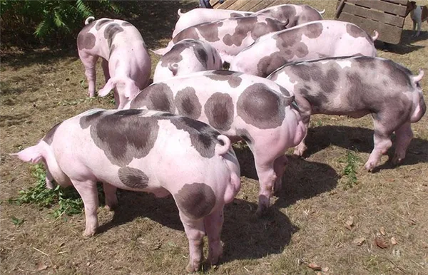 порода свиней пьетрен на подворье