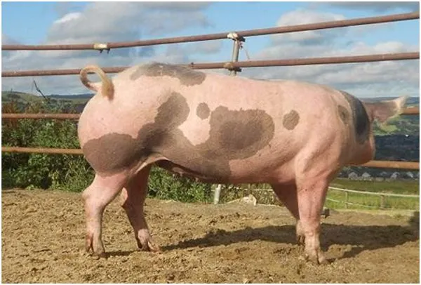 пятнистая свинья пьетрен в загоне
