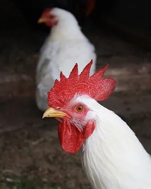 породы домашних кур