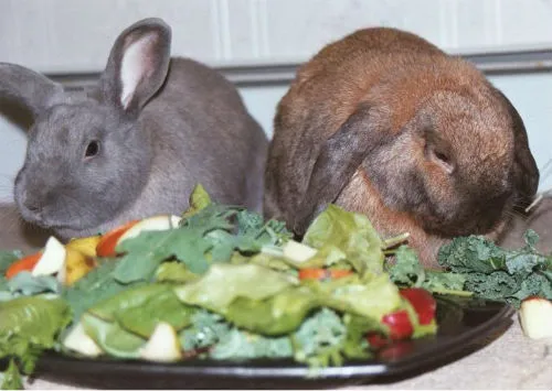 декоративный кролик ест