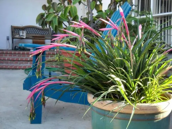 размещение кустиков бильбергии летом в саду, на террасе или балконе — идеальный вариант для этого растения