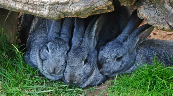 разведение кроликов в яме - лучший способ увеличить их популяцию