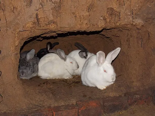 разведение кроликов в ямах. разведение кроликов в яме. 4