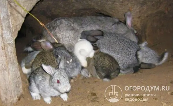 кролики в яме