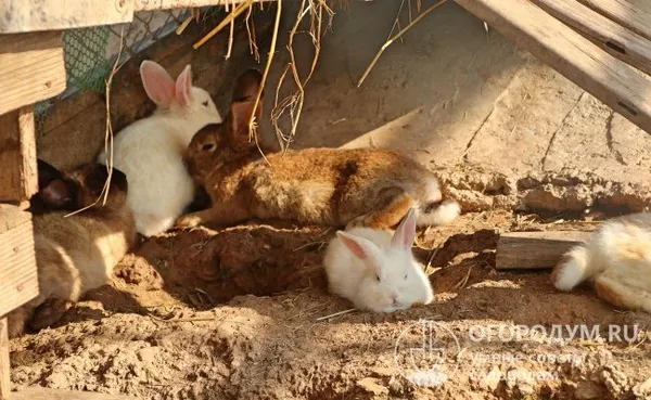 разведение кроликов в ямах. разведение кроликов в яме. 2