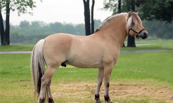 самые красивые породы лошадей (топ-25). самые красивые породы лошадей. 10
