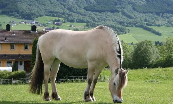 самые красивые породы лошадей (топ-25). самые красивые породы лошадей. 9