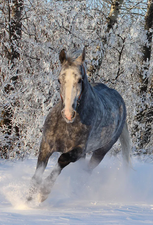 самые красивые породы лошадей (топ-25). самые красивые породы лошадей. 6