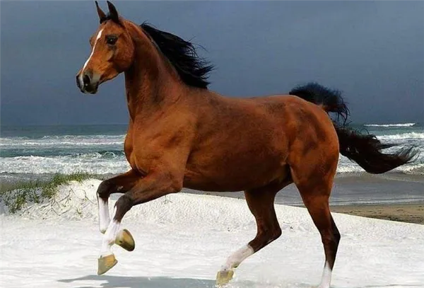 самые красивые породы лошадей (топ-25). самые красивые породы лошадей. 11