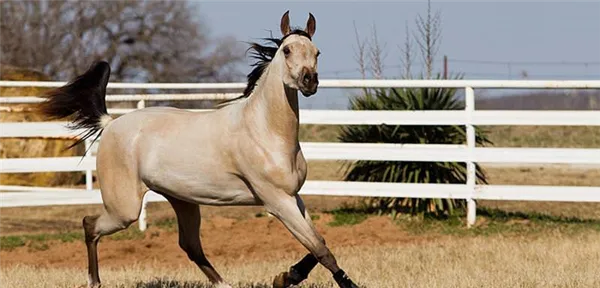 самые красивые породы лошадей (топ-25). самые красивые породы лошадей. 13