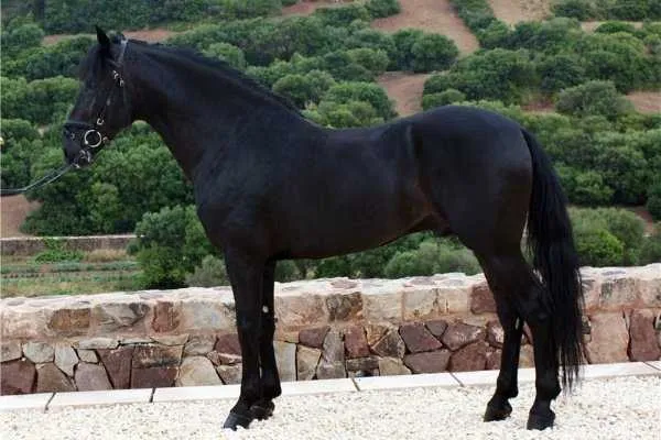 самые красивые породы лошадей (топ-25). самые красивые породы лошадей. 2