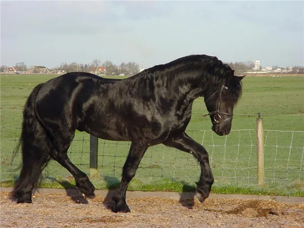 черная лошадь