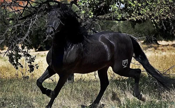 самые красивые породы лошадей (топ-25). самые красивые породы лошадей. 12