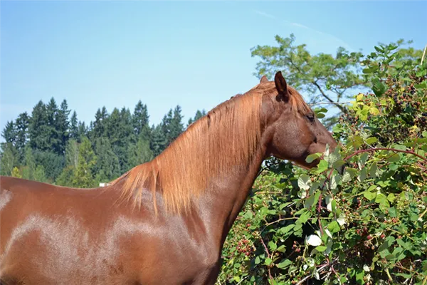самые красивые породы лошадей (топ-25). самые красивые породы лошадей. 5
