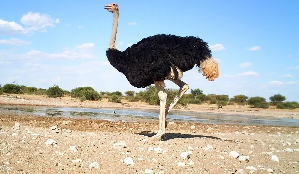 популяция африканского страуса 