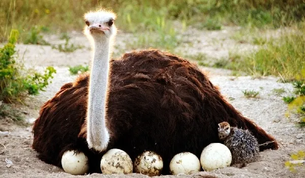 размножение африканского страуса