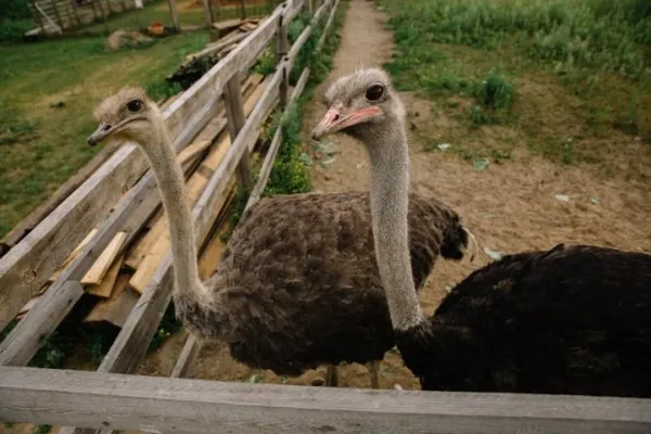 сколько лет живет красивая и крупная птица страус. сколько лет живут страусы. 4