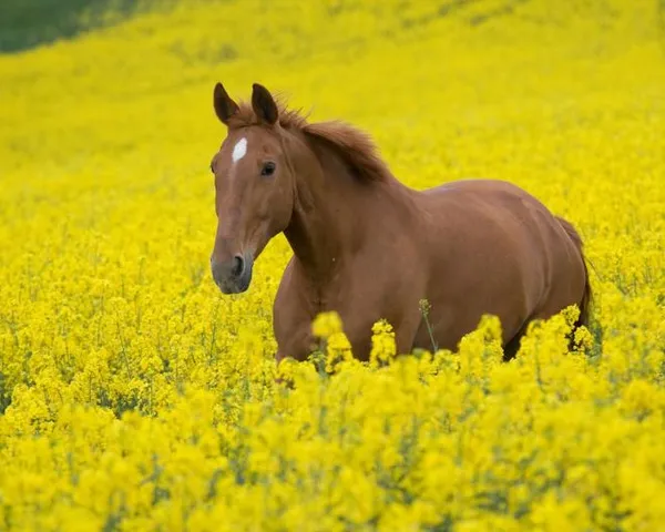 в дикой природе лошадь, очень редко, доживает до 15 лет