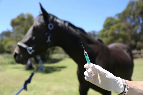 вакцинация лошади