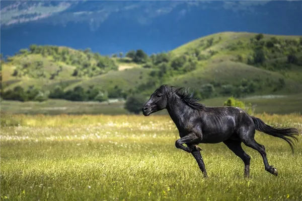 черный конь в поле