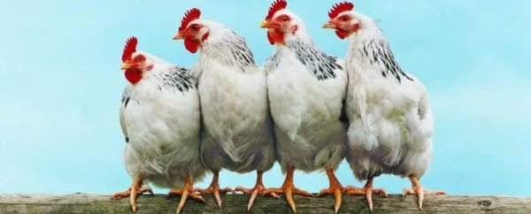 четыре курицы