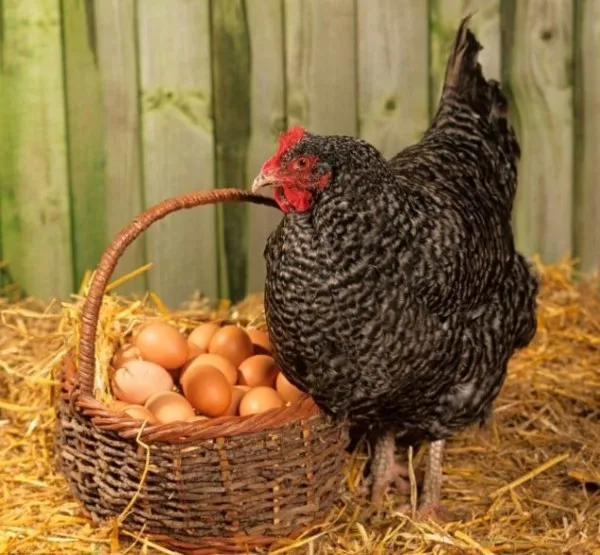 курица-несушка возле корзинки с яйцами