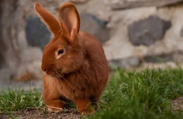 список лучших пород кроликов. породы кроликов с фотографиями и названиями. 5