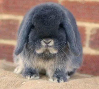 список лучших пород кроликов. породы кроликов с фотографиями и названиями. 6