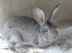 список лучших пород кроликов. породы кроликов с фотографиями и названиями. 4