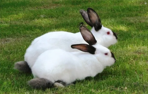 самые красивые кролики