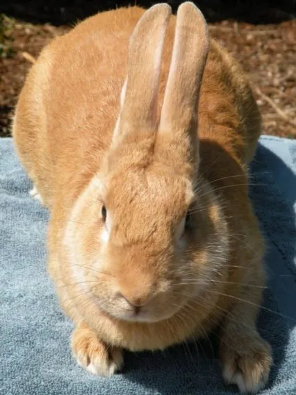 список лучших пород кроликов. породы кроликов с фотографиями и названиями. 8