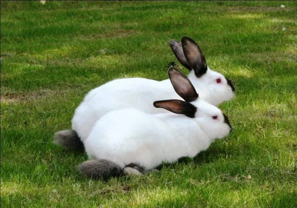 калифорнийские кролики фото