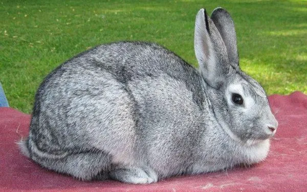кролик серый великан - главное фото