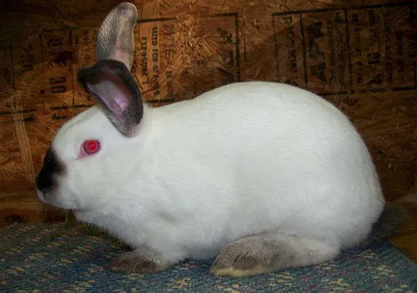 калифорнийский кролик - вид сбоку