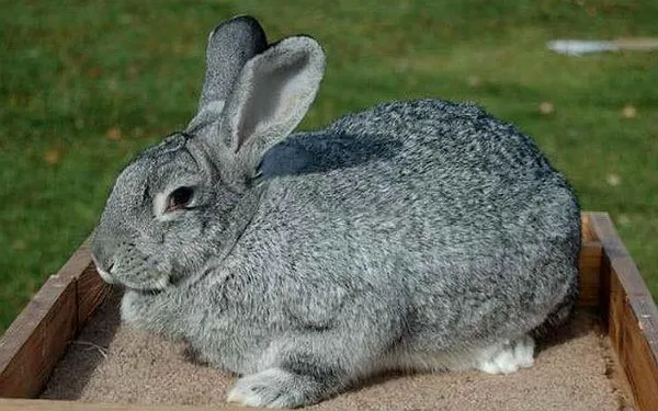 кролик породы серый великан