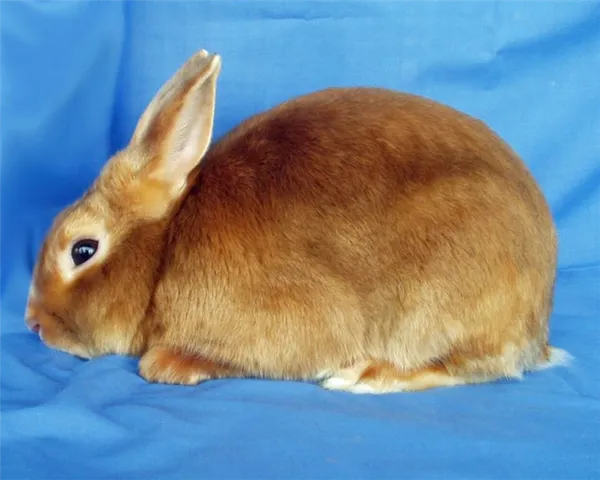 породы кроликов: характеристики фотографии мясных, декоративных, меховых и пуховых пород
