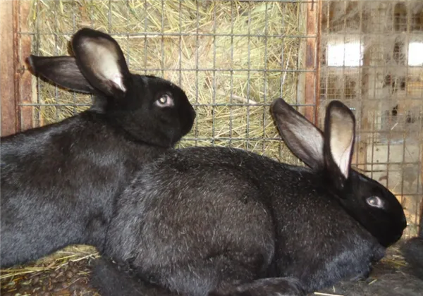 какая порода кроликов самая устойчивая к болезням