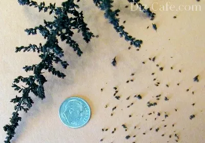 мелкие горошины семян астильбы
