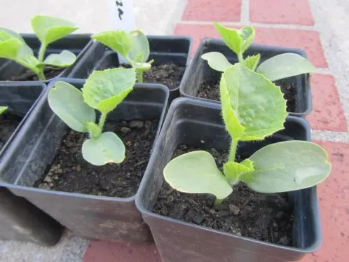 выращивание арбуза в домашних условиях. как вырастить арбуз в домашних условиях. 9